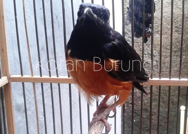 Murai Batu Jodohan Ngurak N Mabung Di Kandang Ternak Youtube