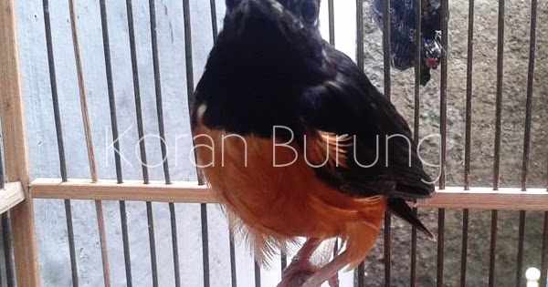 Solusi Burung Murai Batu Yang Macet Mabung Agar Cepat Ambrol