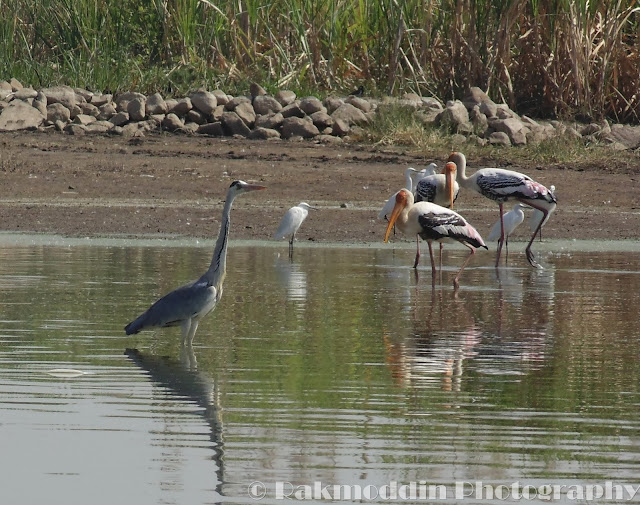 Migrated bird watching at Bhigwan kumbargaon - Simply amazing experience