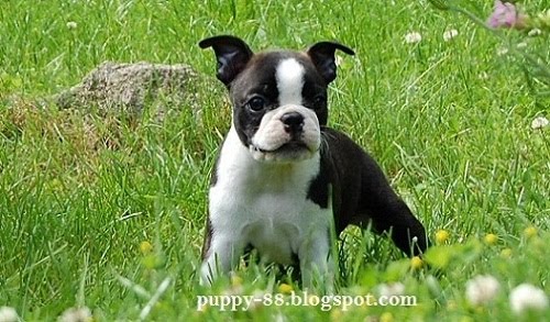 Puppy 88 Pictures Information