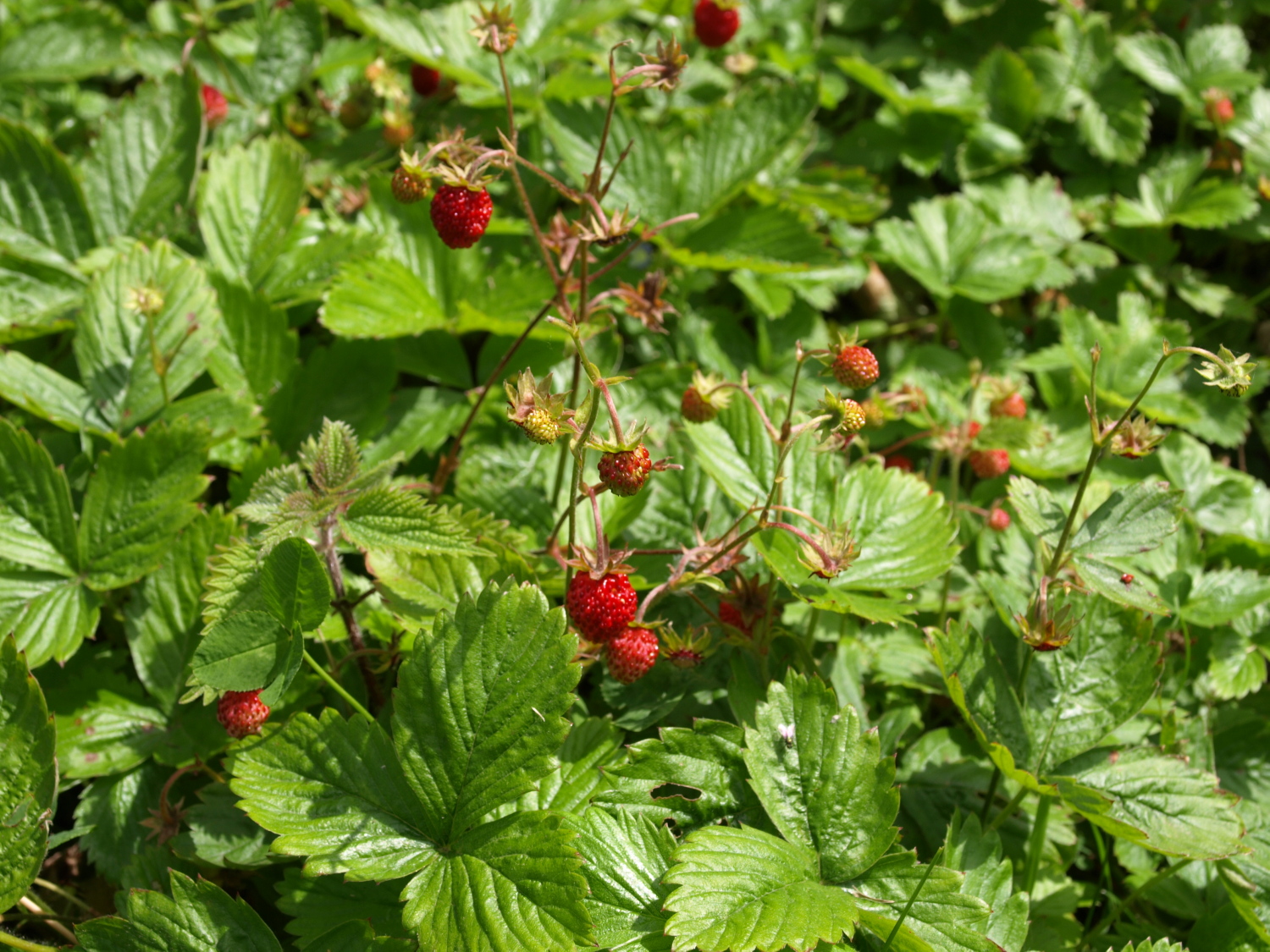 Raw Edible Plants Edible wild plants for July