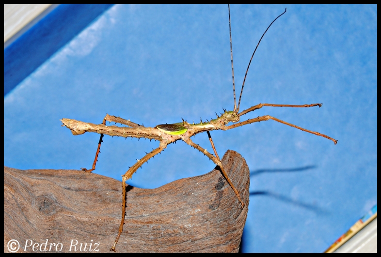 Macho adulto de Haaniella erringtoniae, 7,5 cm de longitud Macho adulto de Haaniella erringtoniae, 7,5 cm de longitud