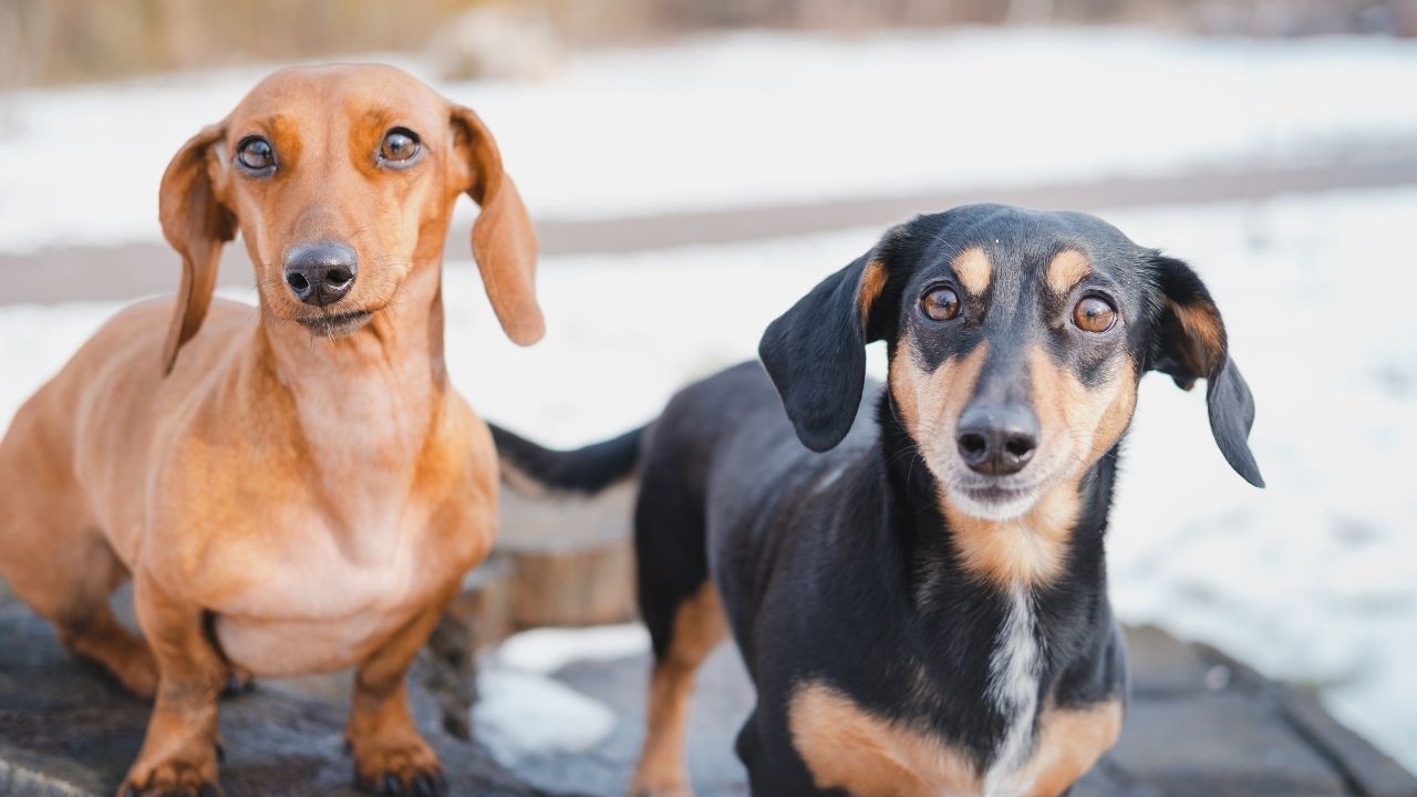 Are Dachshunds Good With Kids?