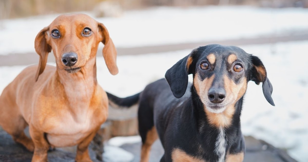 Are Dachshunds Good With Kids?