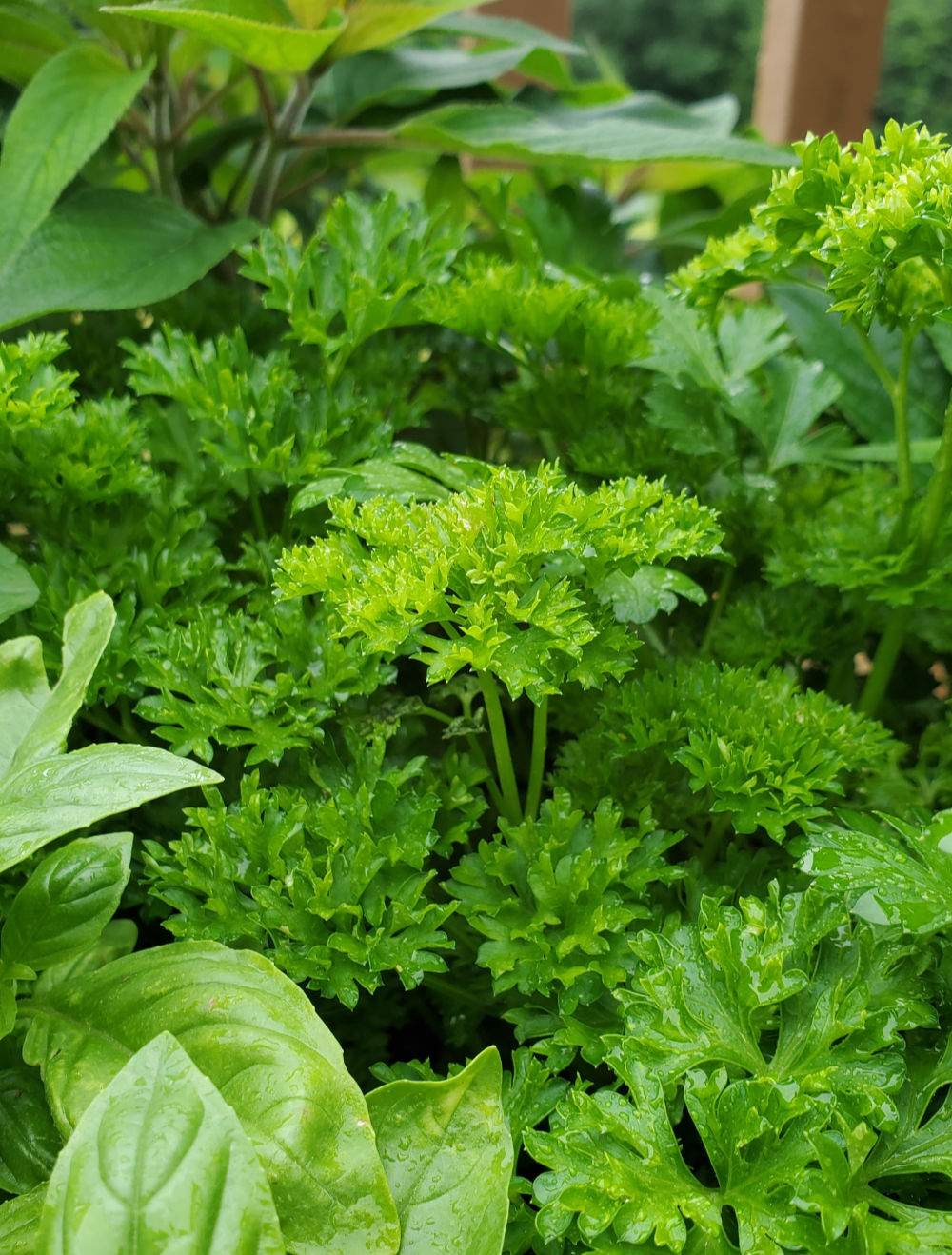 Herbs for Healthy Backyard Chickens Fresh Eggs Daily® with Lisa Steele