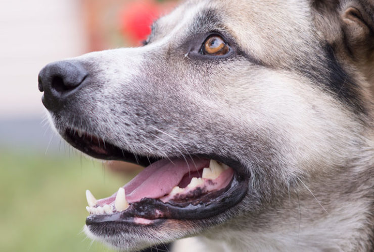 Can Gingivitis Kill A Dog