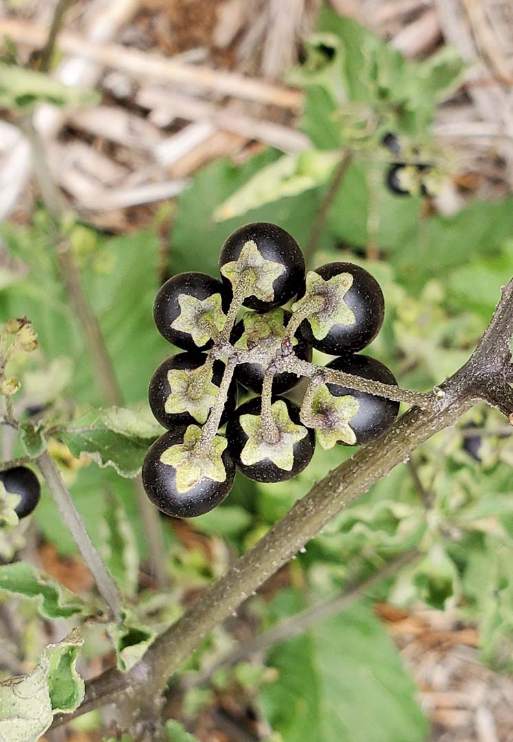 66 Square Feet (Plus) Black nightshade vs deadly nightshade