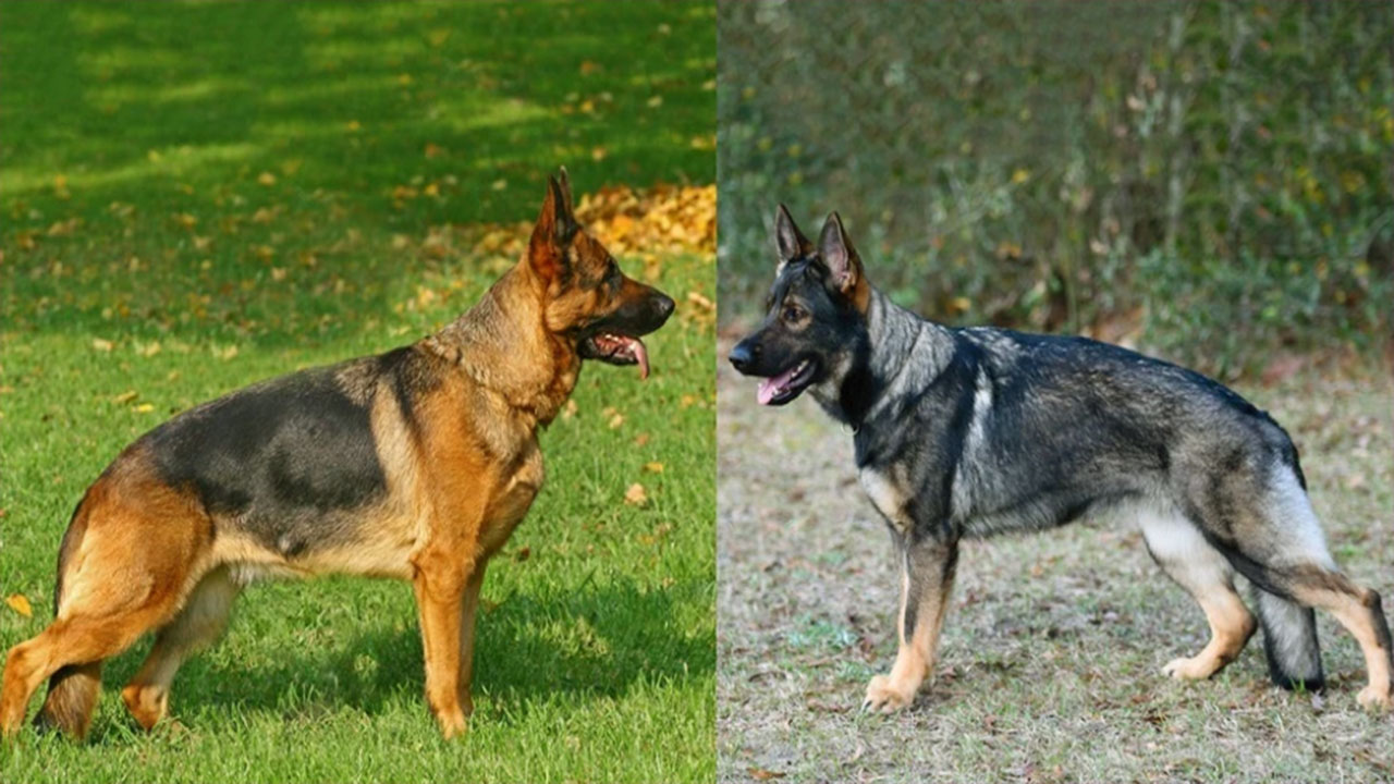 Le Chien De Berger Allemand Working Line Vs Show Line Berger Allemand