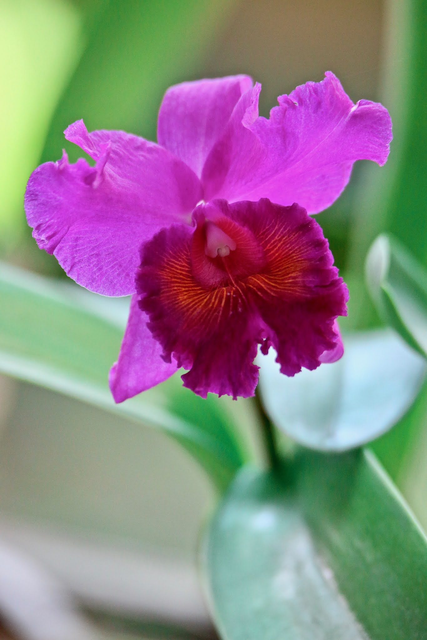 My Tryst With Growing Orchids