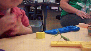 A video of a little boy watching a mantis - then it jumps on his nose.