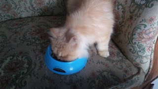 makanan kucing