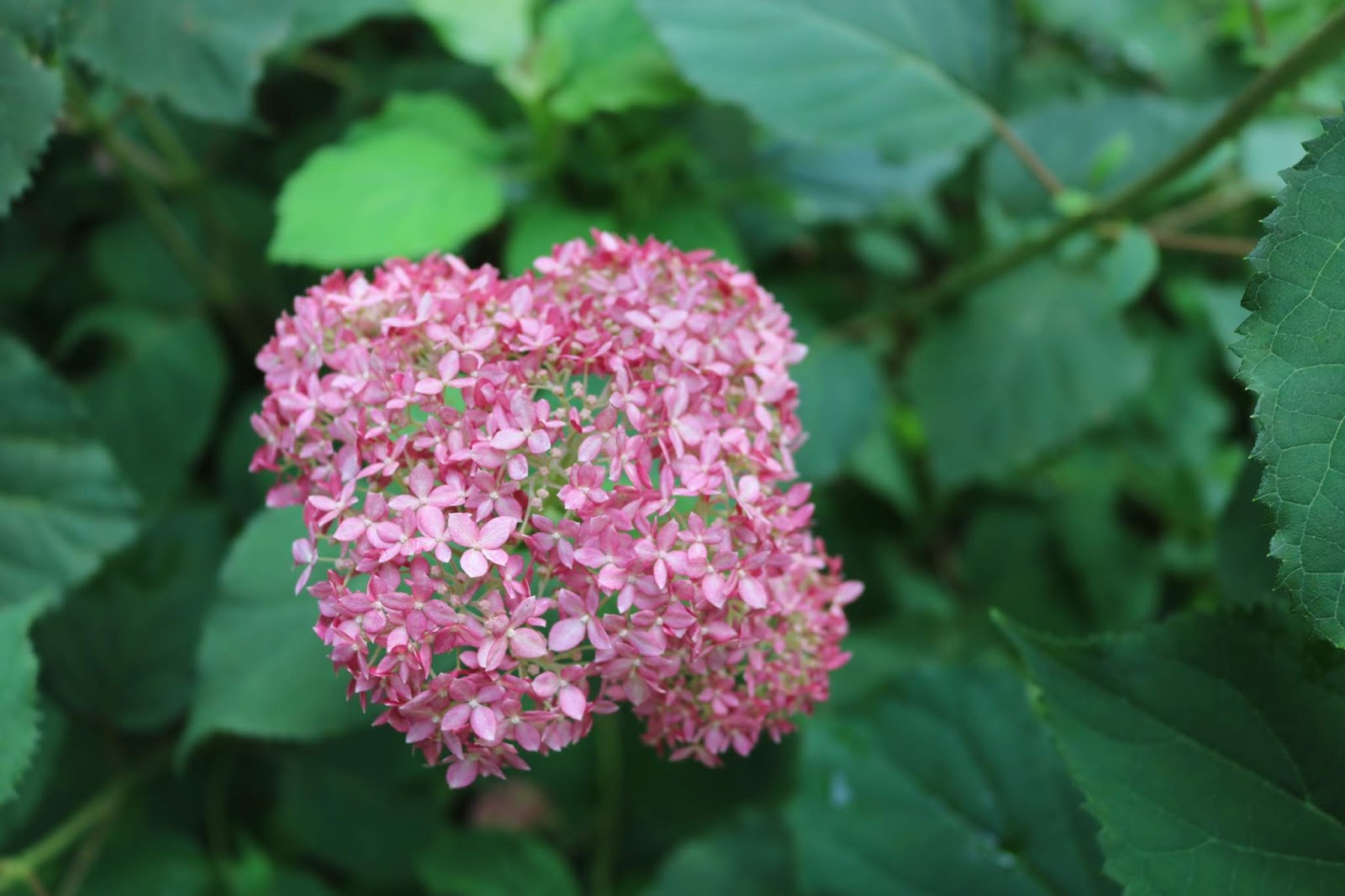 Garden Geeks Big Leaf Hydrangea