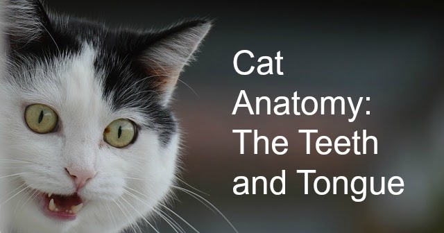 Fur Everywhere Cat Anatomy The Teeth and Tongue
