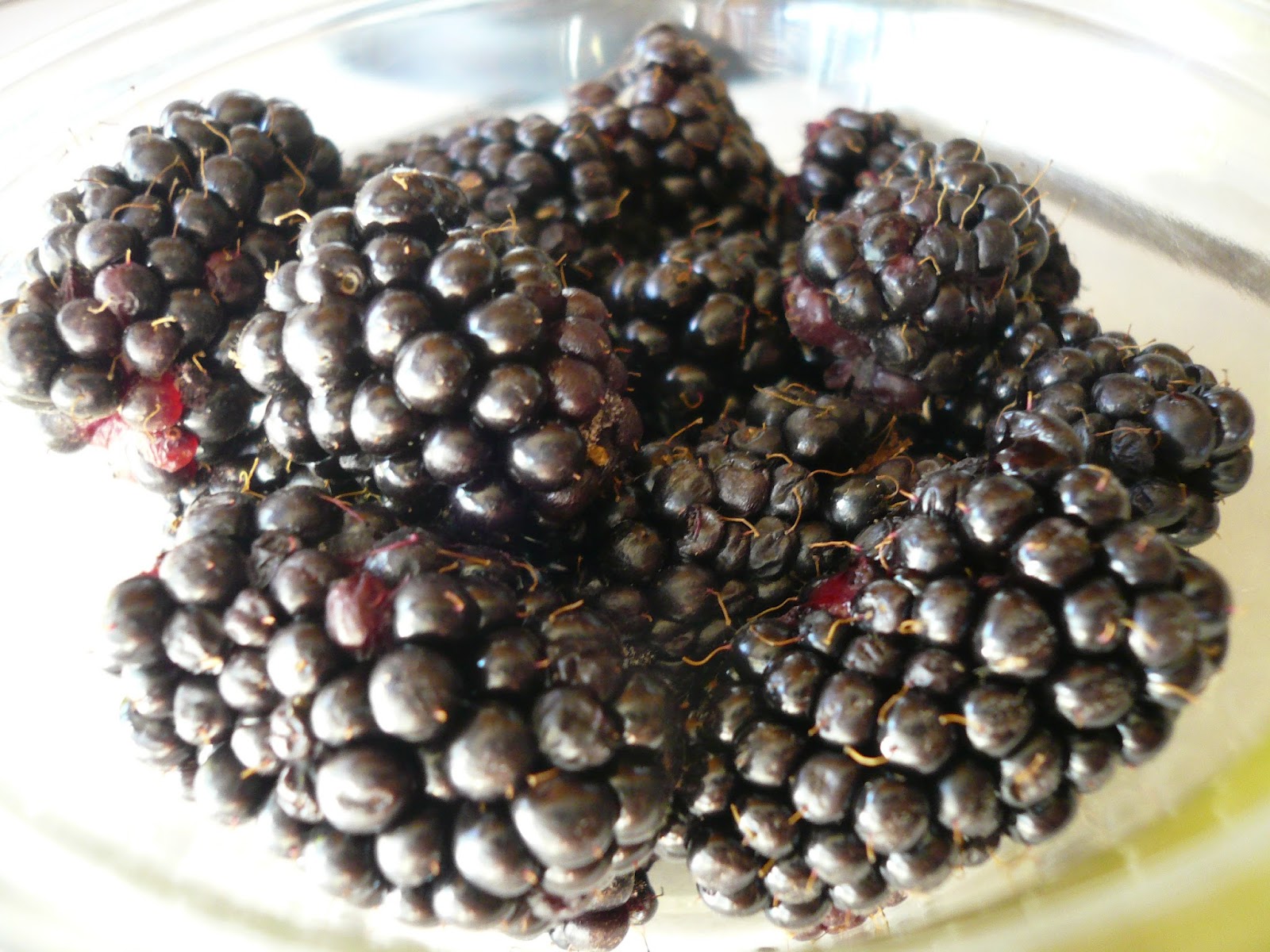 Countryman Foraging California's Wild Side The Next Step