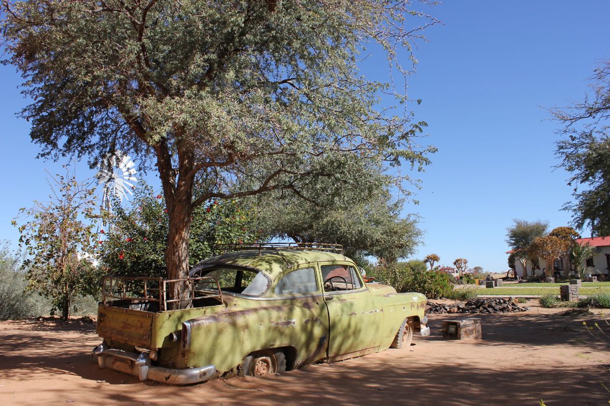 22 Amazing Photographs of Trees Growing Through Classic Cars Vintage Everyday