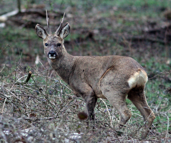 Penny's Hot Birding and Life!: Roydon Common NWT