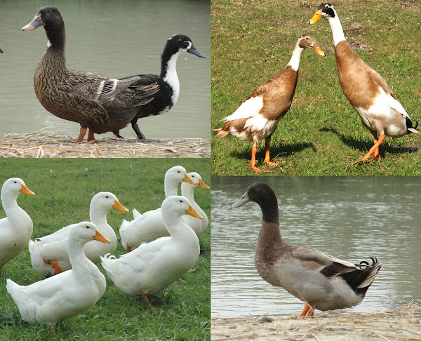 duck breeds, list of duck breeds, different duck breeds