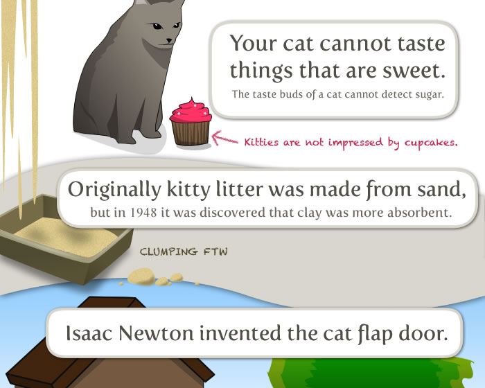 Cat-Flap перевод. Interesting facts about Cats. Ньютон Кошачья дверь. Cat is your Power перевод.