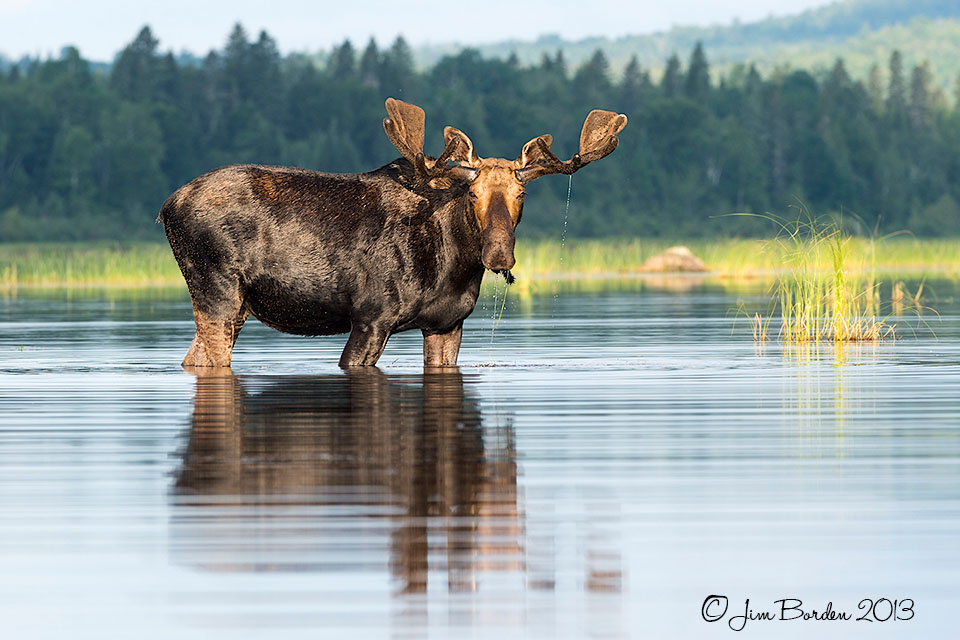JJ Wildlife Photography Maine Moose in July