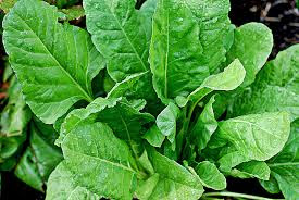 Why Is Spinach Healthy: