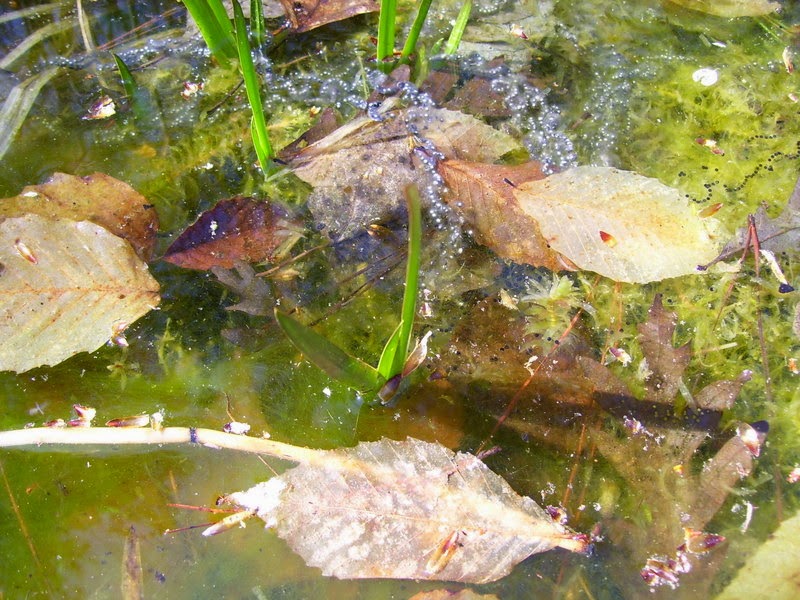 Backyard Pond New Eggs in the Small Pond