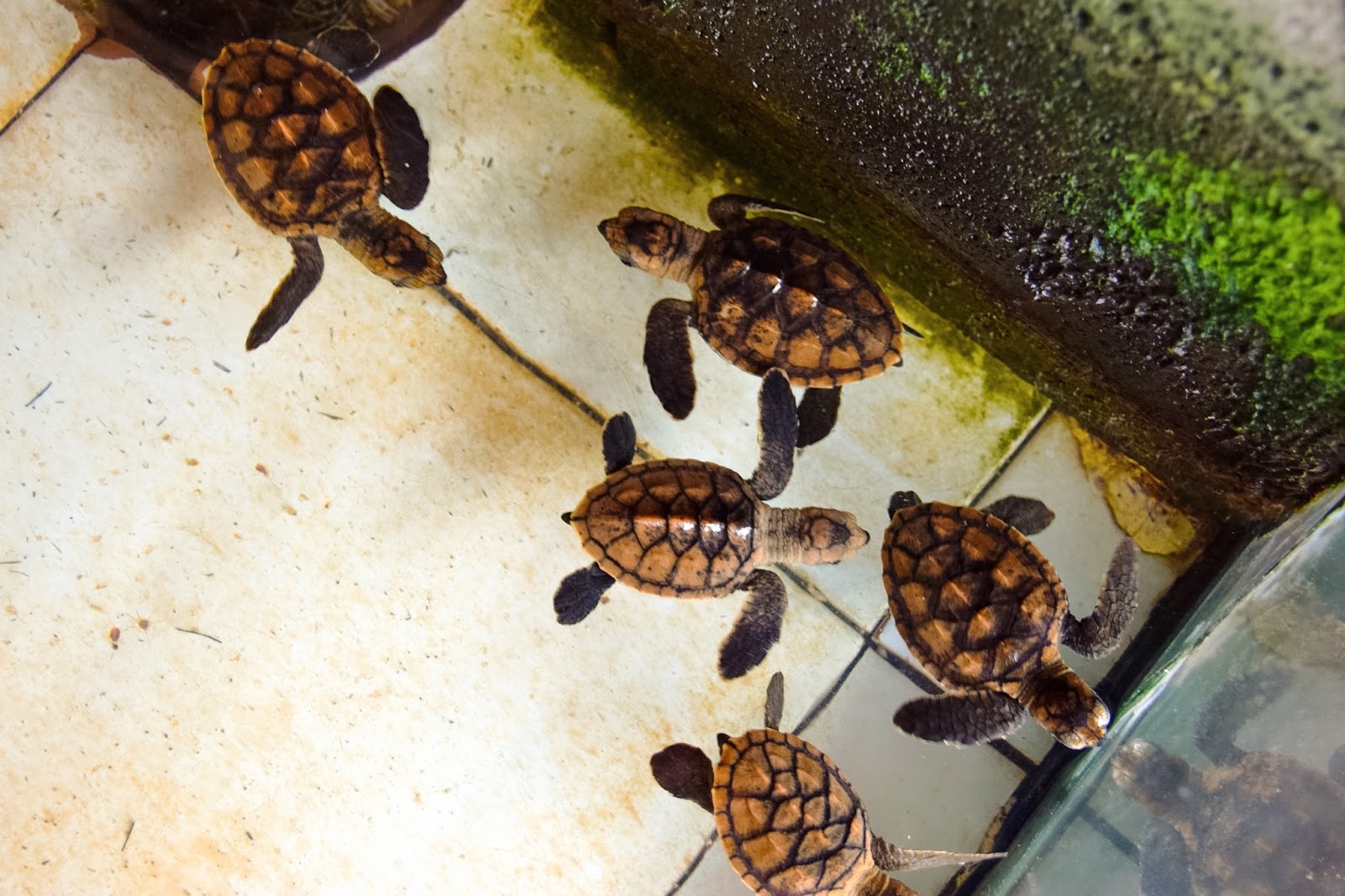 turtles on gili trawangan