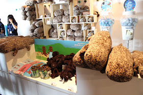 giant salamander plush