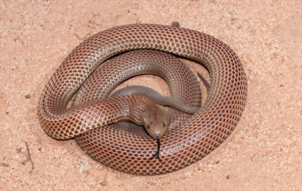 Mulga snake