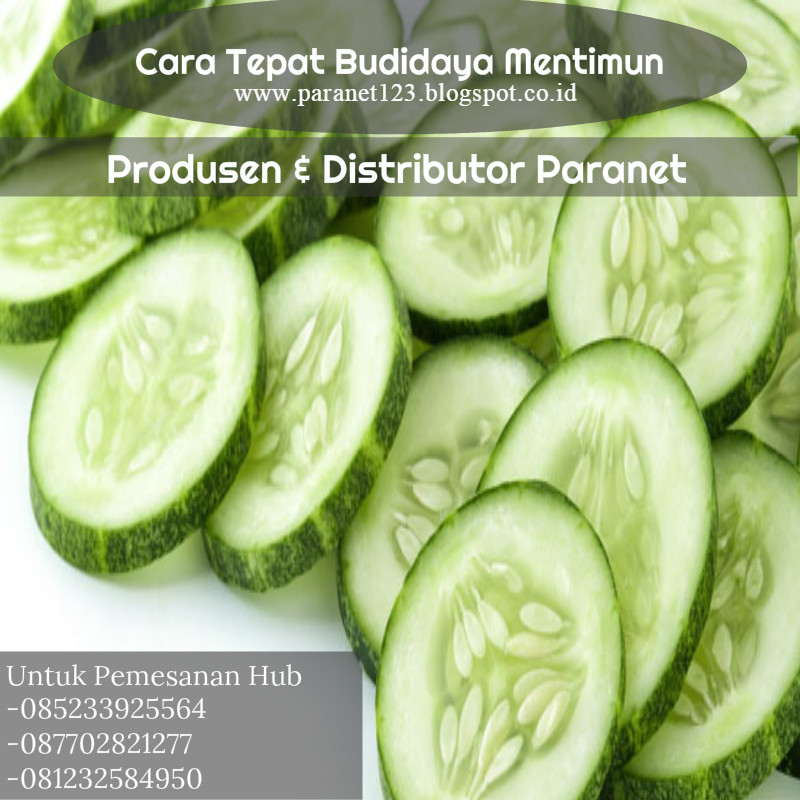 Tips Tepat Budidaya Mentimun