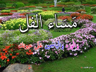 مساء الفل, مساء الخير, صور, بوستات, مكتوب عليها