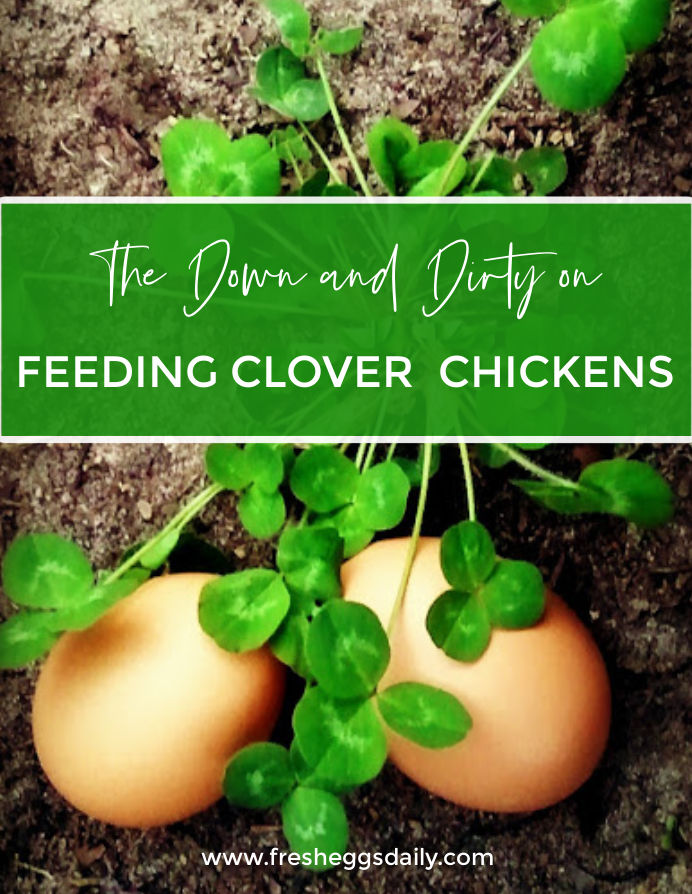 The Down and Dirty on Feeding Clover to Chickens Fresh Eggs Daily