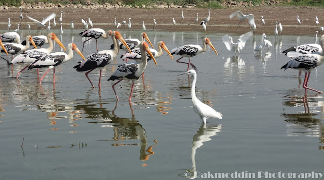 Migrated bird watching at Bhigwan kumbargaon - Simply amazing experience