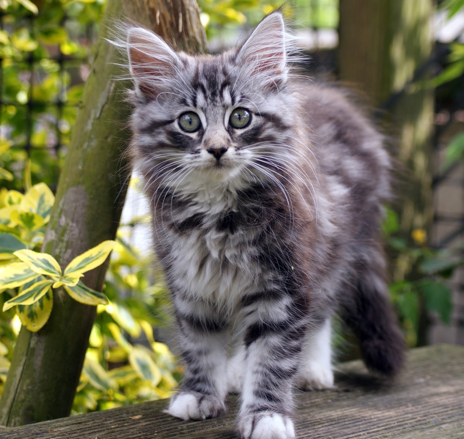 The Adventures of Norskwood Norwegian Forest Cats! Norwegian
