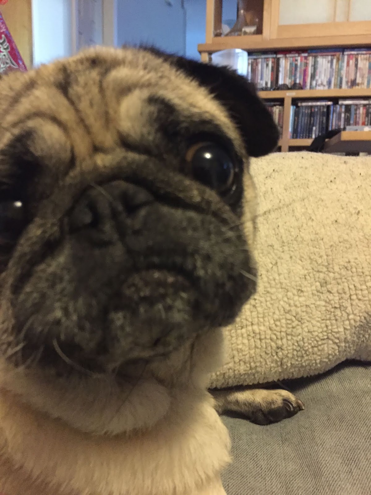 A Bowl of Noodles© Noodles the Pug College Senior