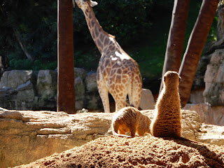 BIOPARC Valenciaのミーアキャットとキリン