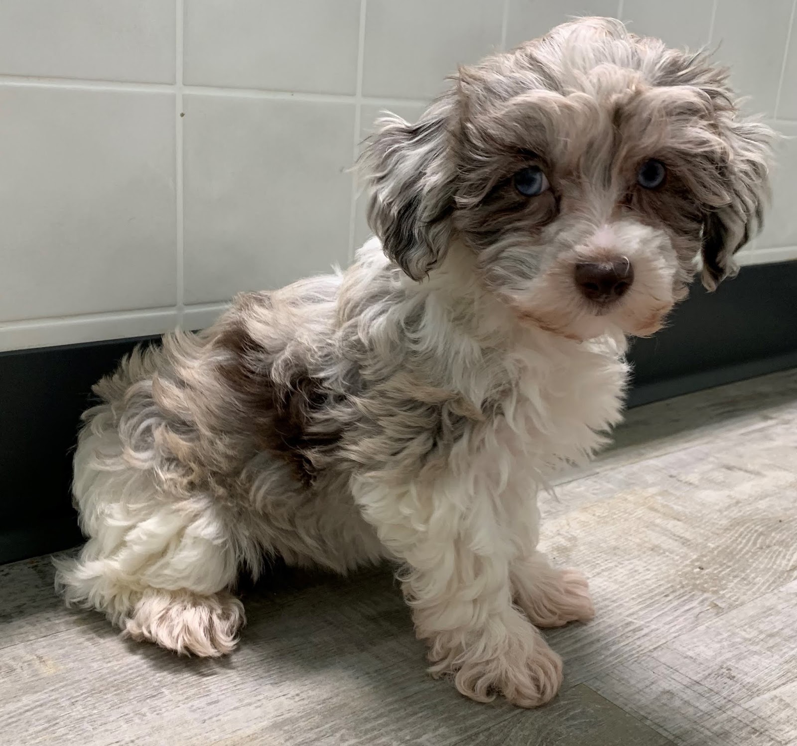 tail dockingfor toy poodle leave it or dock it tail dockingfor toy poodle leave it or dock it