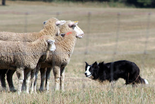 Koyunları Collie bakışı olarak bilinen yöntemle süzerek kontrol eden bir Border Collie çoban köpeği.