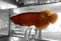 How to Care for Arowana Fish to Stay Healthy