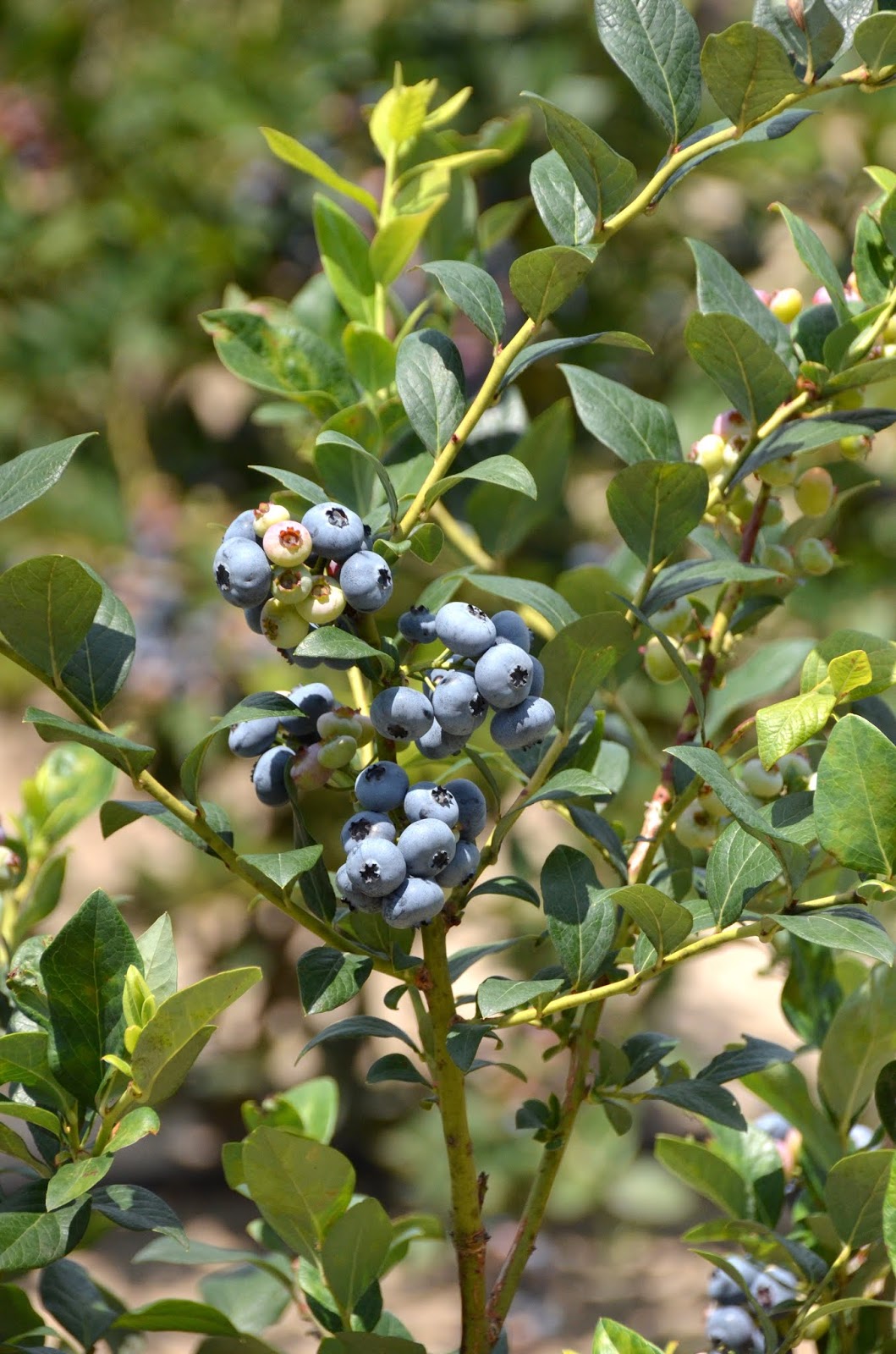 Urban Wildlife Guide Blueberry Season