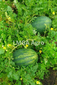 Daun Semangka Tumbuh Sehat Tanpa Bercak, Keriting dan Kuning daun semangka, tanaman semangka, buah semangka, cara menanam semangka, jual benih semangka, toko pertanian, online shop, lmga agro