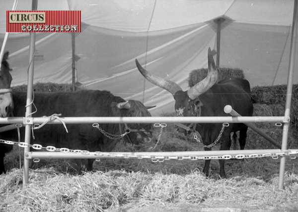 Boeuf du Shetland et watussi au zoo Cirque Knie 