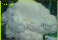 cauliflower seeds ahmedabad India
