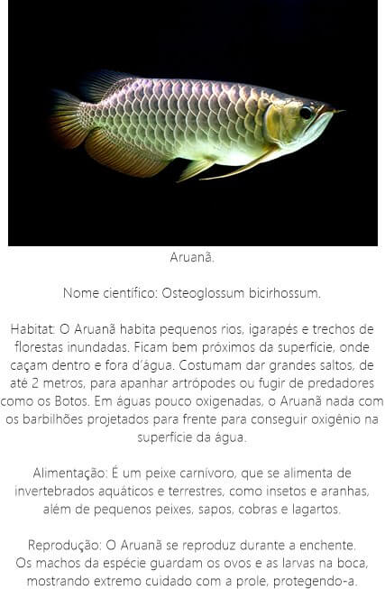 Peixe Aruanã Peixe-Aruana