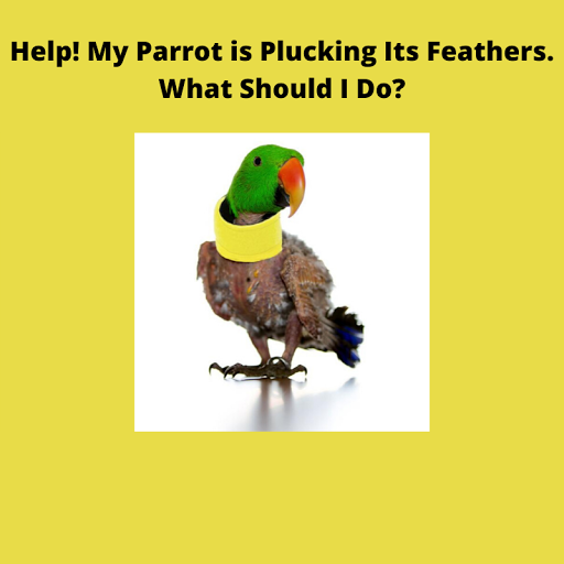 plucking fixes answered