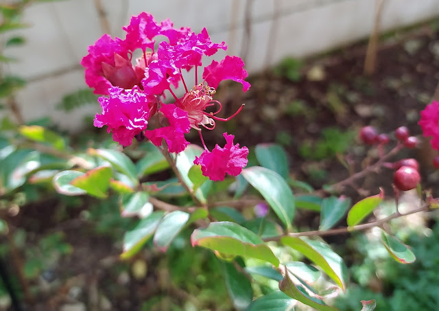 Árbol de Júpiter (Lagerstroemia indica (L.) Pers.)