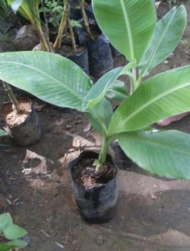 tanaman pisang kepok bibit unggul murah Baras