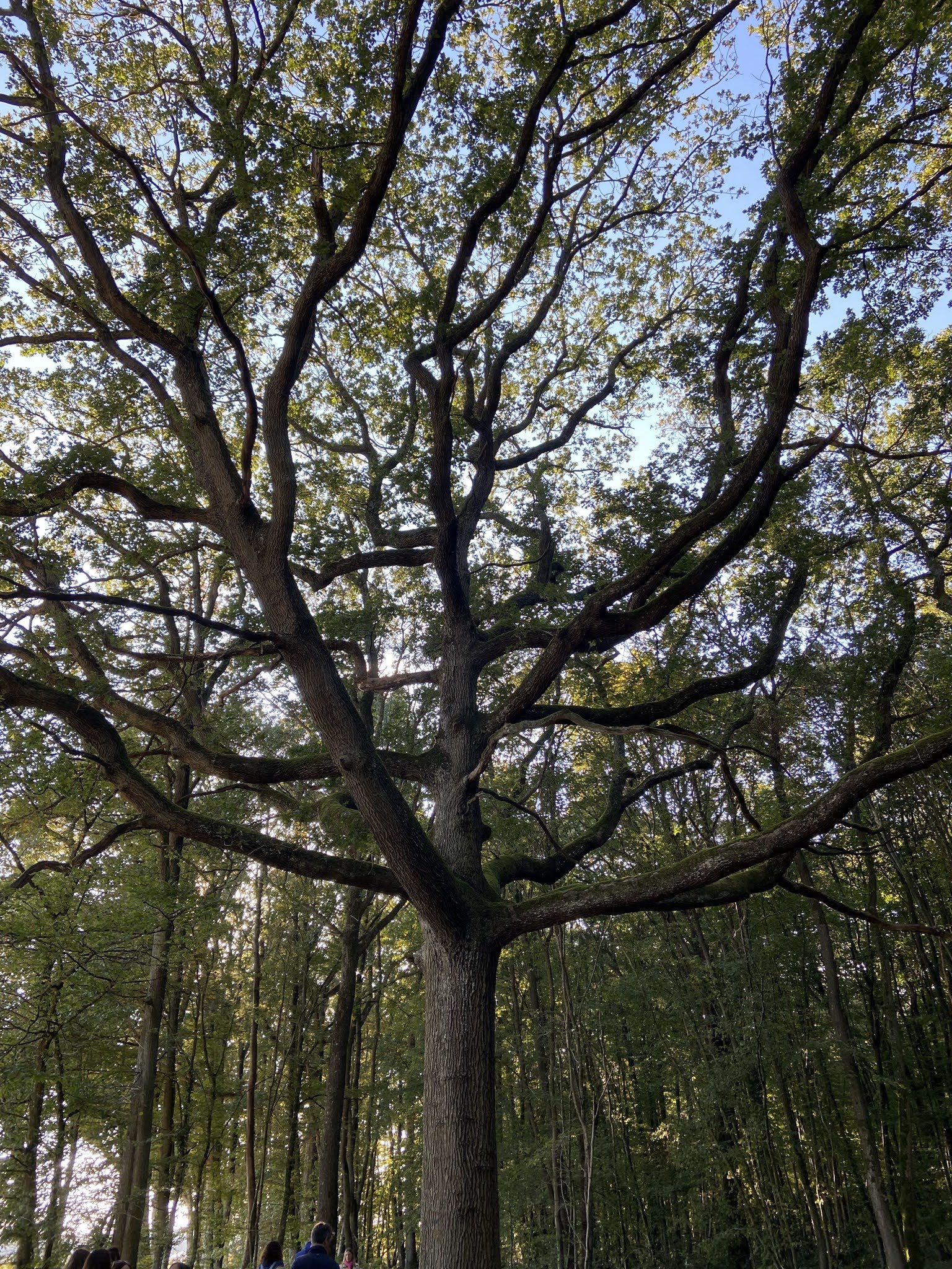 arbre remarquable