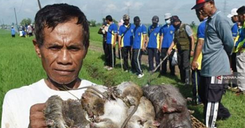 26 Arti Mimpi Tentang Binatang Tikus Menurut Primbon Jawa Erek Erek 2D