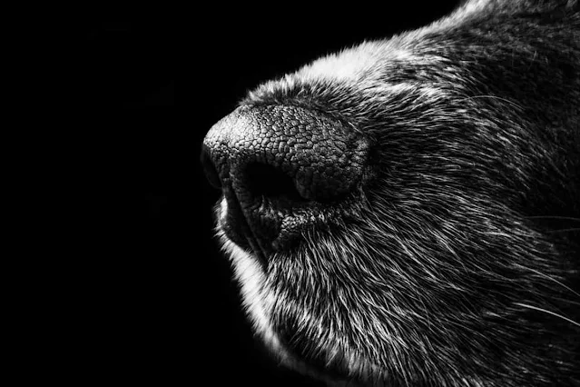 Großer Mann und schwarzer Hund - Christine Nöstlinger - Märchen Großer Mann und schwarzer Hund - Christine Nöstlinger - Märchen