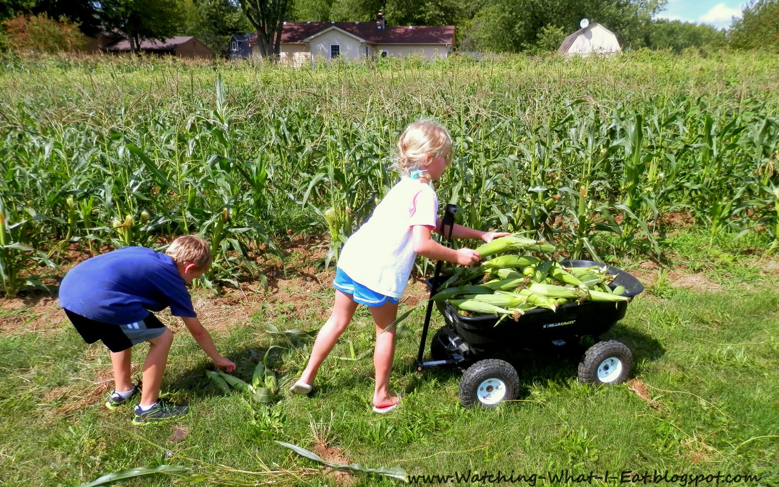 Watching What I Eat Fresh Picked Sweet Corn eating local, real local